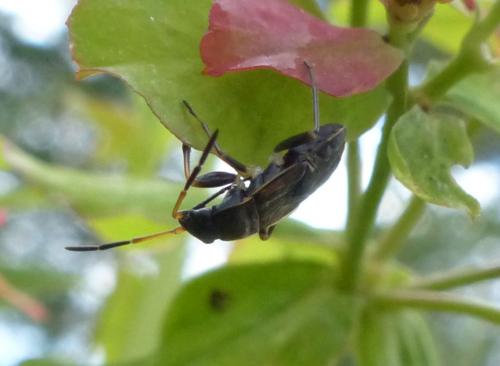 Réf. 285 244 : Rhyparochromus sp.